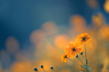 形容花的唯美短句