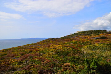 形容花的唯美短句