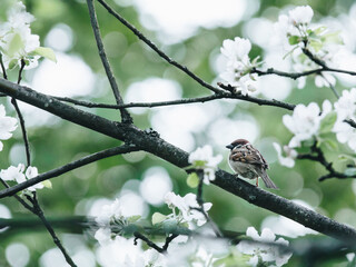 形容花的唯美短句